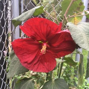 Meet your Posher, Gloria